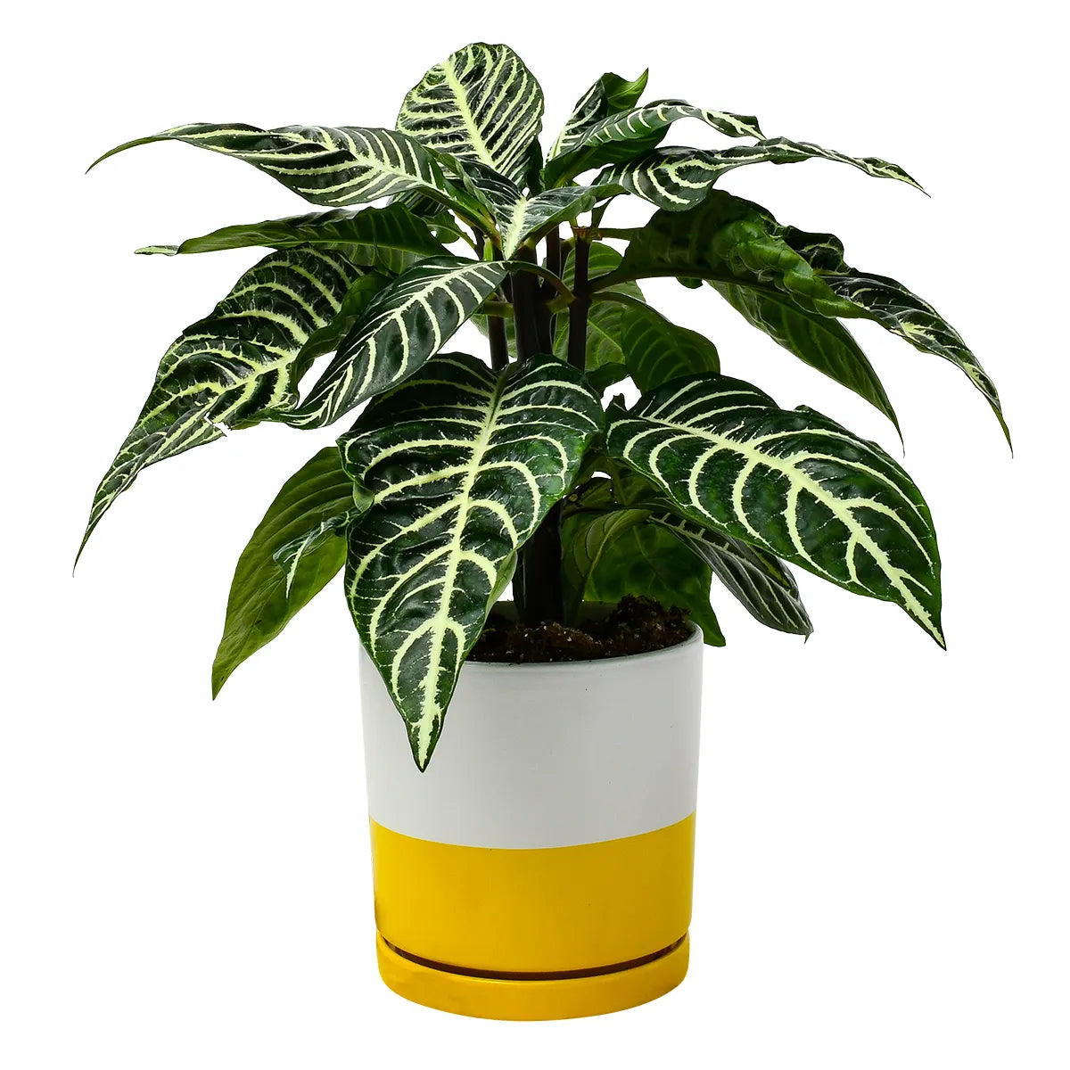 Vibrant Aphelandra squarrosa, or Zebra Plant, with dark green leaves featuring distinctive white veins, nestled in a white pot with yellow accents.